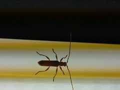 Axinopalpis gracilis