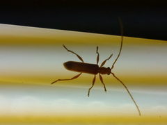 Axinopalpis gracilis