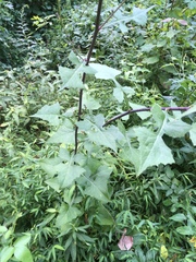 Lactuca floridana