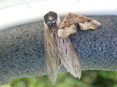 Sphinx poecila