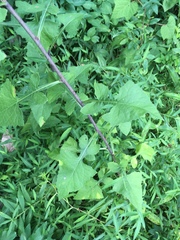Lactuca floridana
