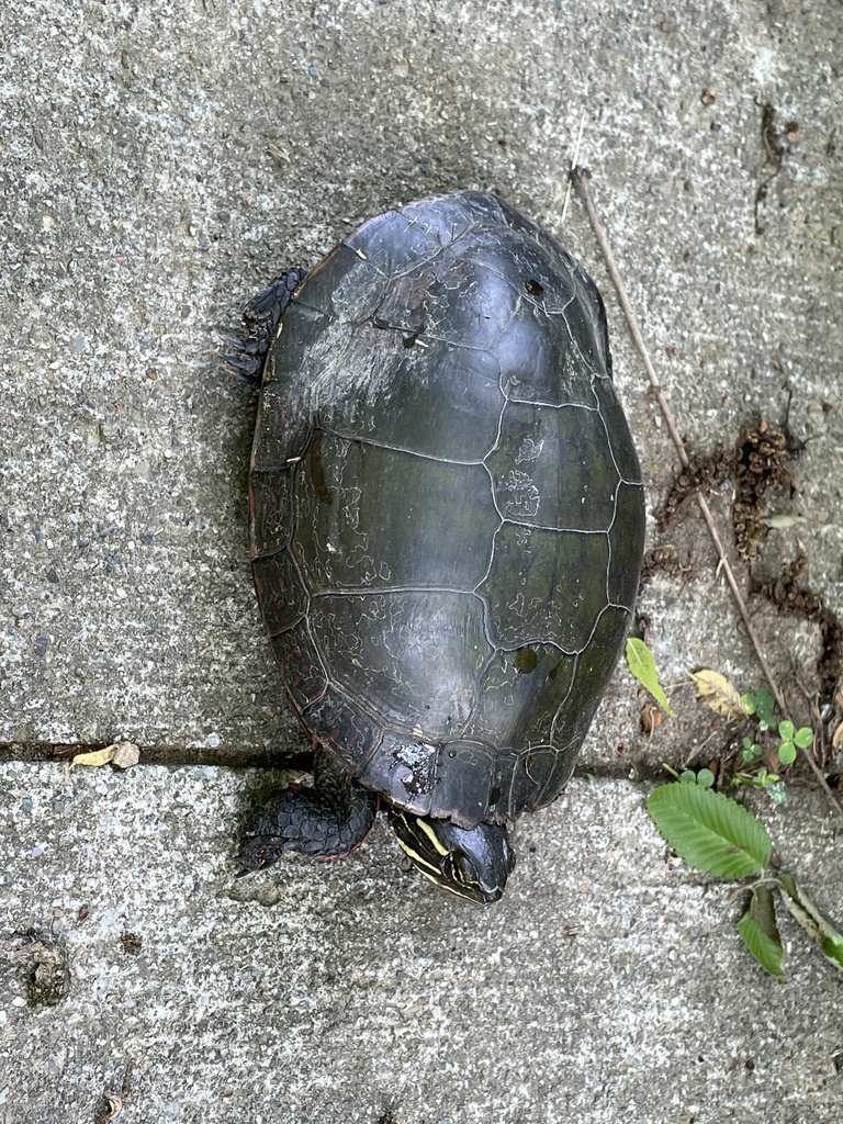 Painted Turtle In June 2021 By David E Hague INaturalist   Large 