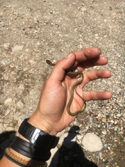 Thamnophis eques megalops