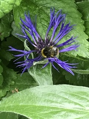 Bombus pratorum