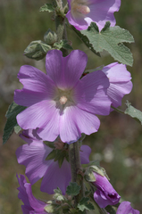 Malva unguiculata