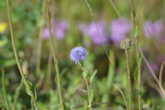 Globularia bisnagarica
