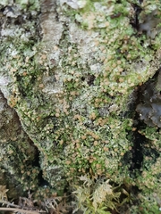 Mycobilimbia