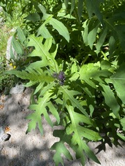 Cirsium alsophilum