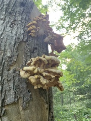 Pleurotus citrinopileatus
