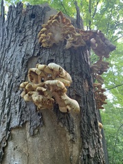 Pleurotus citrinopileatus