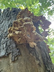 Pleurotus citrinopileatus