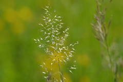 Trisetum flavescens