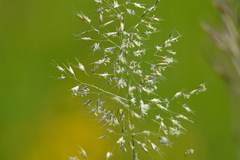 Trisetum flavescens