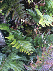 Polystichum oculatum