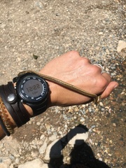 Thamnophis eques megalops