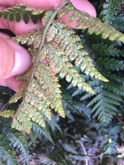 Polystichum oculatum