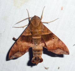 Perigonia lusca