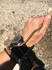 Thamnophis eques megalops