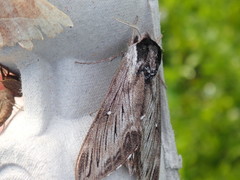 Sphinx poecila