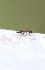 Dolichoderus sibiricus