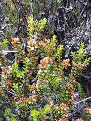 Epacris alpina