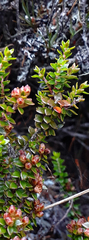 Epacris alpina