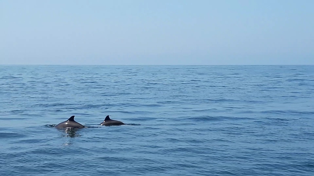 Two harbour porpoises surfacing in calm blue water off Portugal