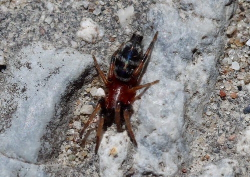 Sergiolus decoratus