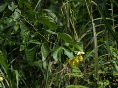 Senna nitida