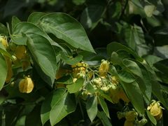 Senna nitida