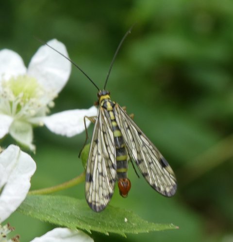 German Scorpionfly, Driebergen-Rijsenburg, Nederland, photo 5 of 10