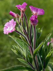 Epilobium hirsutum