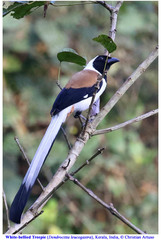 Dendrocitta leucogastra