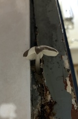 Basidiomycota