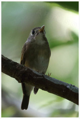 Muscicapa muttui