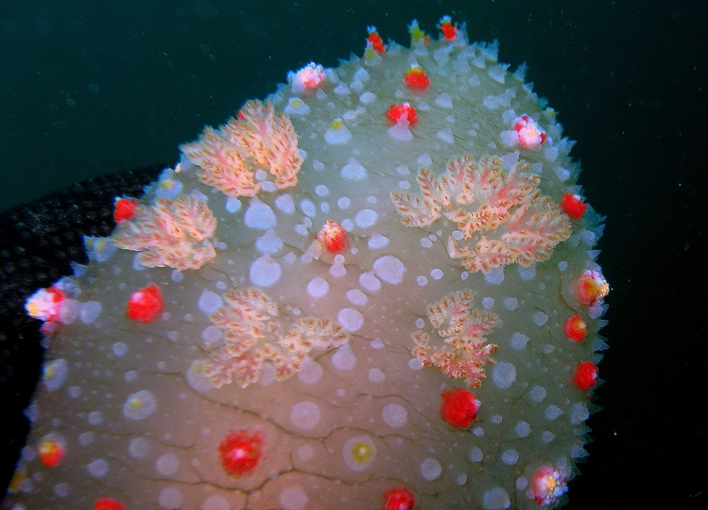 Kalinginae