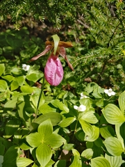 Cypripedium acaule image
