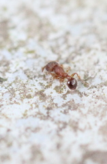 Tetramorium lanuginosum