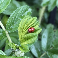 Adalia bipunctata