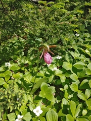 Cypripedium acaule image