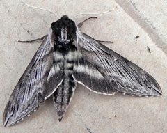 Sphinx poecila