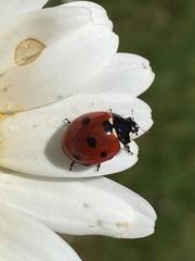 Coccinella septempunctata