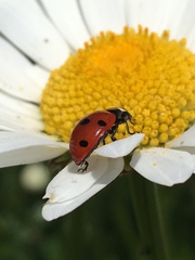 Coccinella septempunctata