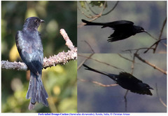 Surniculus dicruroides