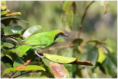 Chloropsis aurifrons