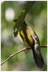 Brachypodius priocephalus