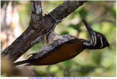 Chrysocolaptes guttacristatus