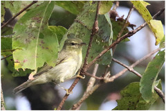 Phylloscopus nitidus