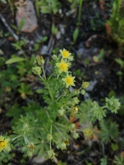 Potentilla argentea