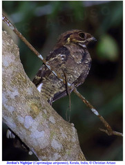 Caprimulgus atripennis